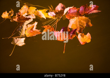 Les feuilles semblent flotter sur un fond brun en Nouvelle Angleterre au cours de l'automne Banque D'Images