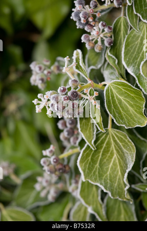 Feuilles de lierre sur un matin glacial Banque D'Images