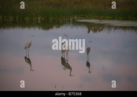 La grue du Canada (Grus canadensis dans un étang à la zone Champs de céleri au crépuscule à Sarasota en Floride Banque D'Images