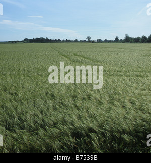 Récolte de l'orge à 6 rangs dans l'oreille verte ne sont pas mûrs sur une belle journée d'été Gloucestershire Banque D'Images