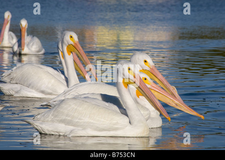 Groupe de pélicans blancs d'Pelecannus erythrorhynchos flottant dans l'eau calme dans le sud-ouest de la Floride Banque D'Images