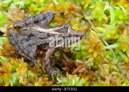 Acris gryllus dorsalis, Floride Grillon Banque D'Images