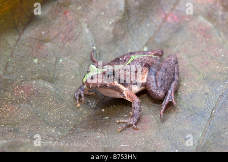 Acris gryllus dorsalis, Floride Grillon Banque D'Images