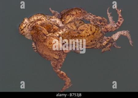 Crapaud commun, Bufo bufo accouplement groupe dans l'eau Banque D'Images