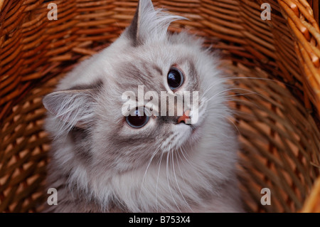 Neva Masquerade chat dans un panier. (Chat Sibérien Colourpoint). Banque D'Images