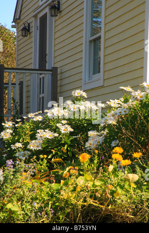 En fleurs, l'île Monhegan Monhegan, Maine, USA Banque D'Images