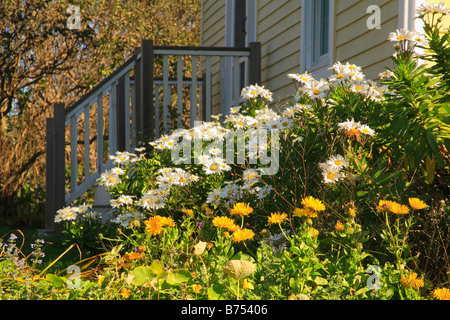 En fleurs, l'île Monhegan Monhegan, Maine, USA Banque D'Images