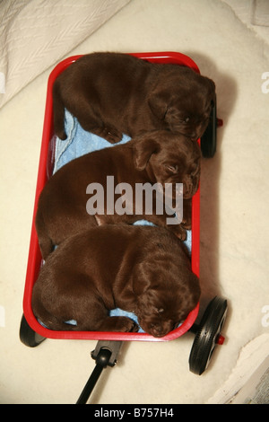 Chiots labrador chocolat dormir dans un panier de jouets Banque D'Images