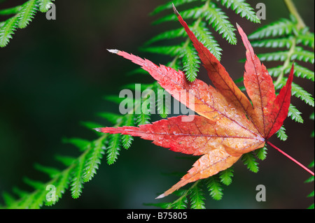 Une feuille d'érable assis parmi les fougères reflète les couleurs de l'automne. Banque D'Images