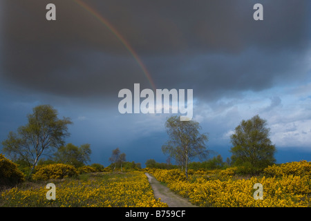 Kelling Heath North Norfolk floraison avril l'ajonc Banque D'Images