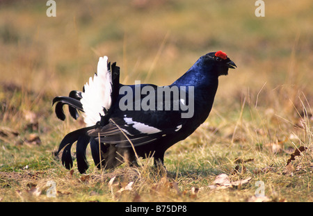 Blackcock Banque D'Images