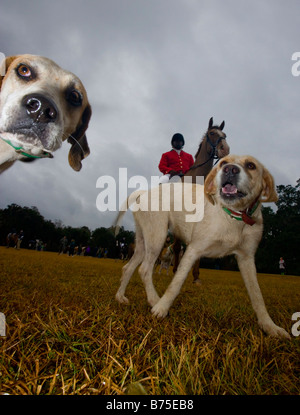 Hounds soyez prêt pour la chasse pendant le début de la saison de chasse au renard Middleton Place Plantation à Charleston SC Banque D'Images