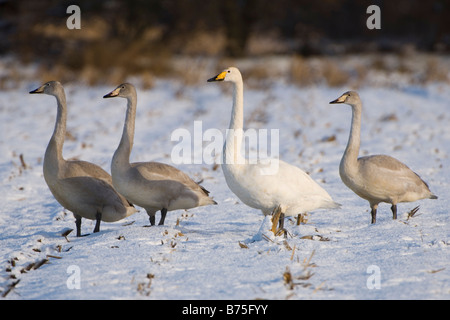 Cygne chanteur hibernant dans la lande Banque D'Images