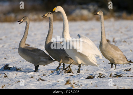 Cygne chanteur hibernant dans la lande Banque D'Images