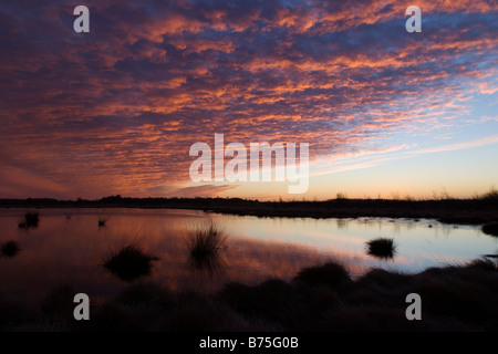 Lever du soleil romantique dans la 'Goldenstedter Moor Moor' allemagne Banque D'Images