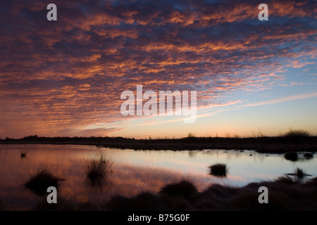 Lever du soleil dans les 'Goldenstedter Moor Moor' allemagne Banque D'Images