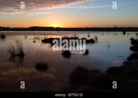 Lever du soleil dans les 'Goldenstedter Moor Moor' allemagne Banque D'Images