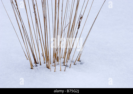 l’herbe en hiver Banque D'Images