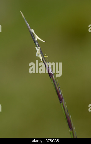 Grass Mat fleur, nardus stricta Banque D'Images