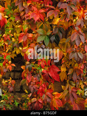 Parthenocissus quinquefolia dans couleurs d'automne Banque D'Images