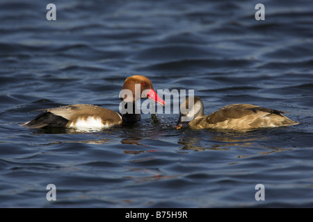 Kolbenente Netta rufina Red crested Pochard Banque D'Images