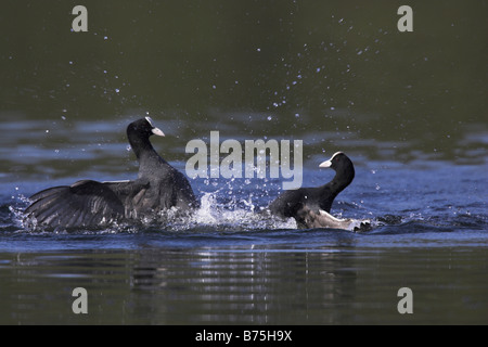 Blaesshuhn Black Coot Fulica atra Banque D'Images