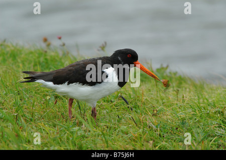 Huîtrier pie Haematopus ostralegus Eurasian Oystercatcher Huîtrier pie paléarctique commun oiseau de rivage d'échassiers Texel Hollande Banque D'Images