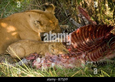 La lionne et l'un de ses petits se nourrissent d'un zèbre qu'elle venait de tuer au Kenya Banque D'Images