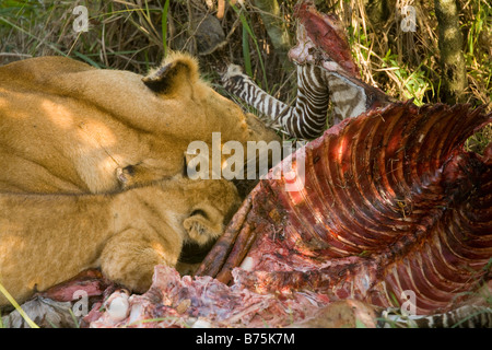 La lionne et l'un de ses petits se nourrissent d'un zèbre qu'elle avait tué au Kenya Banque D'Images