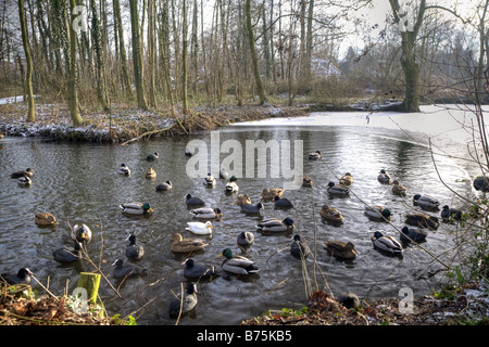 Trou dans la glace avec les canards et les foulques, Holland Banque D'Images