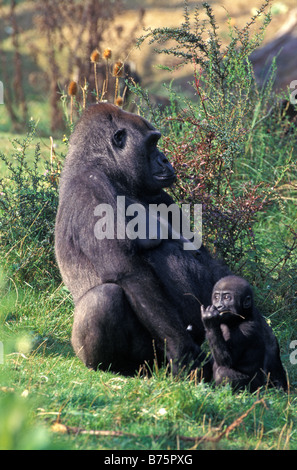 Gorilla sitting sur un sol de jeune Banque D'Images