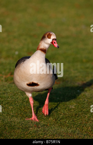 Egyptian goose Alopochen aegyptiacus originaire d'Afrique Banque D'Images