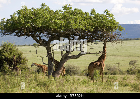 Massai mara est l'une des plus grandes réserves de chasse au Kenya Il borde le parc national du Serengeti en Tanzanie presque tous les types d'animaux sauvages peuvent être observés le parc est très populaire dans le monde des touristes droits fondamenteux Banque D'Images
