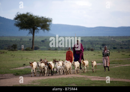 Ngoiroro est un village de 200 habitants appartenant à la tribu Massai Le village jette droit dans la vallée du Rift au sud de Nairobi, la frontière tanzanienne les Massaïs vivent très près de la nature et de leurs animaux, les vaches et les chèvres sont plus importants que l'argent pour les Massaïs chaque famille est propriétaire d'environ 50 vaches et 50 chèvres l'alimentation principale des villageois est la viande et le lait sont des femmes suppose pour traire les vaches deux fois par jour et les petits garçons ont à s'occuper du troupeau pendant la journée tandis que le pâturage Banque D'Images