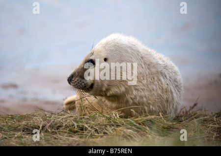 Phoque gris (Halichoerus grypus) Banque D'Images