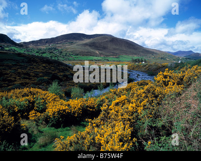 Furze en fleur jaune sur une profusion de plus en plus de la rivière côtière irlandaise, la beauté dans la nature, Banque D'Images