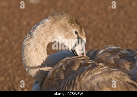 Cygnet Cygne muet se lissant ses plumes Banque D'Images