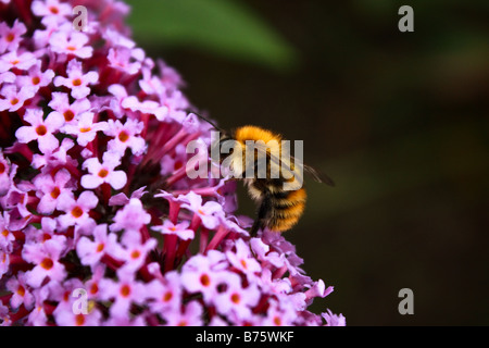 Une abeille 'drinks' à partir d'une fleur Banque D'Images