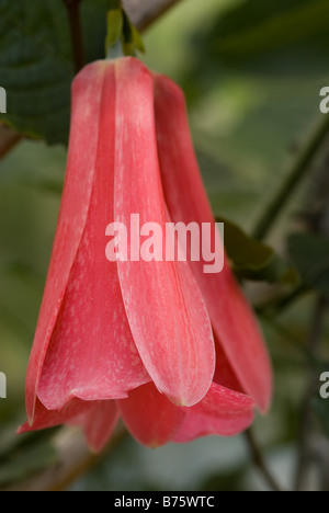 Copihue, Chilien Bellflower, avantgardiste Lapageria (avantgardiste Lapageria rosea Philesiaceae, fleurs) Banque D'Images