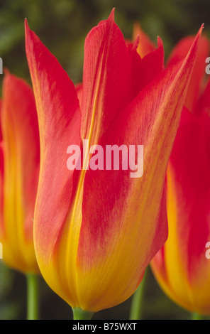 Tulipa 'Lilifire" (Tulip) Lily fleur Groupe. Parfois, des "Lilyfire» Banque D'Images