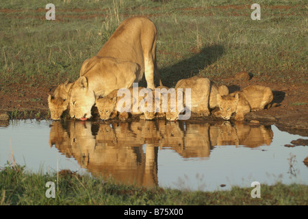 Lionne et lionceaux de potable piscine, réserve Masai Mara, Kenya Banque D'Images