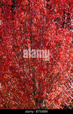 Arbre d'Automne Couleurs de campagne du nord de la Floride Banque D'Images