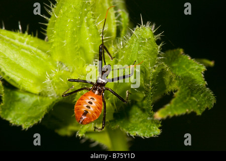 Arilus cristatus roue (Bug) nymphe sur plante verte Banque D'Images