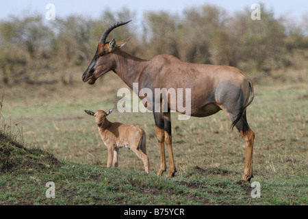 Topi et mollet (Damaliscus korrigum) dans le Masai Mara, Kenya, Afrique de l'Est. Banque D'Images