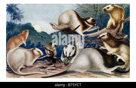 Illustrations de 'Northern Luzon nuage géant' et 'Southern mince nuage géant à queue de rat' Banque D'Images