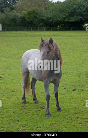 Eriskay pony colt Banque D'Images