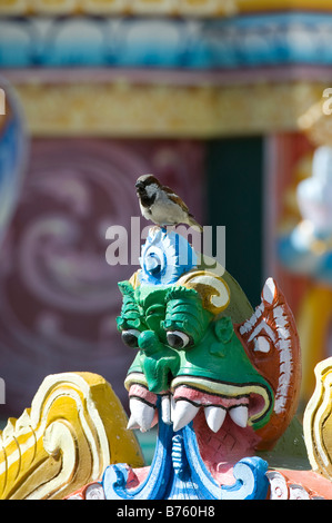 Moineau domestique mâle sur un temple indien. L'Inde du Sud Banque D'Images