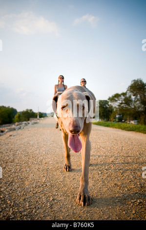 Deux amis marchant un chien Banque D'Images