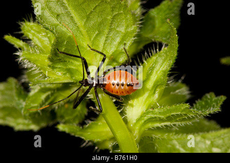 Arilus cristatus roue (Bug) nymphe sur plante verte Banque D'Images