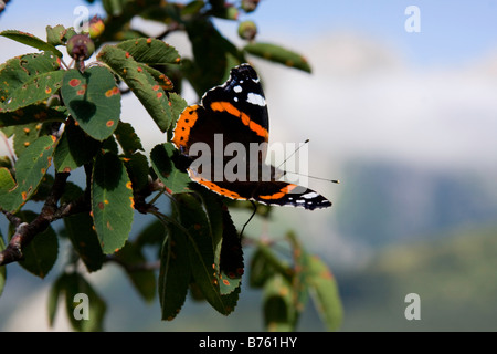 Mettre papillon sur une feuille, les ailes ouvertes Banque D'Images